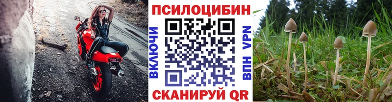 KRAKEN ТОР Тында Галлюциногенные грибы MAGIC MUSHROOMS